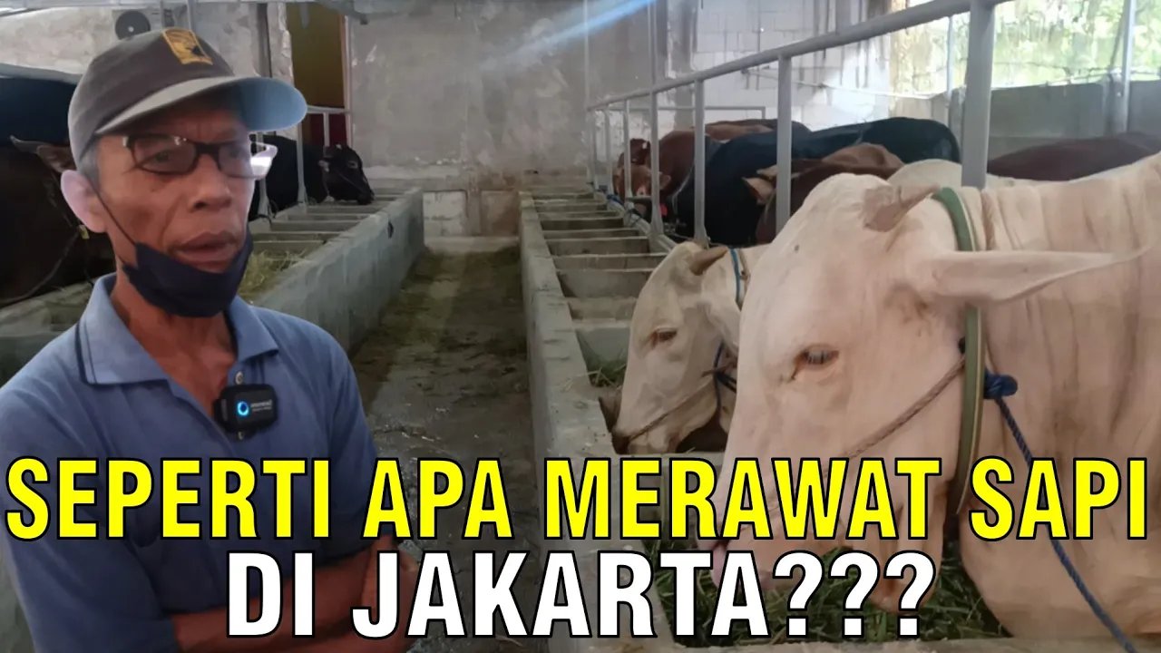 
                                 Peternak-Sapi-Ibukota-Jakarta